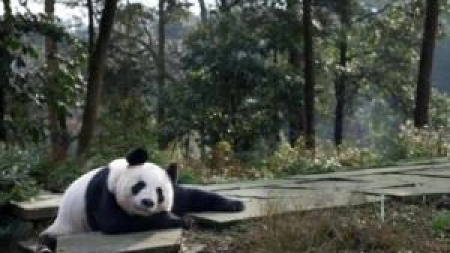 中国大熊猫前往苏格兰